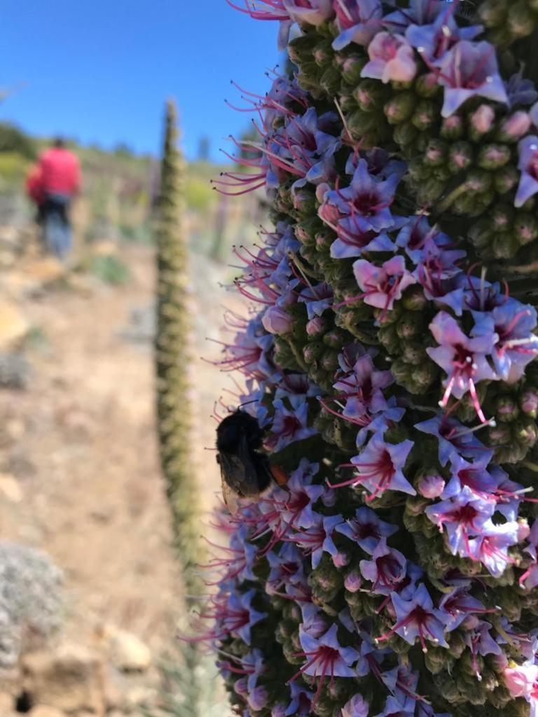 Finca Caboquitos Garafía Zewnętrze zdjęcie